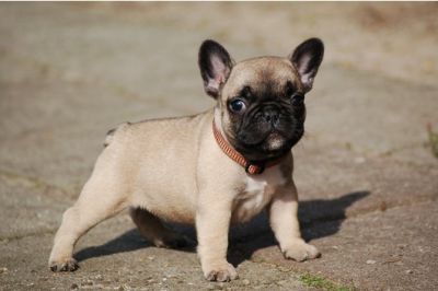 Französisch Bulldog Welpen mit Papiere 
