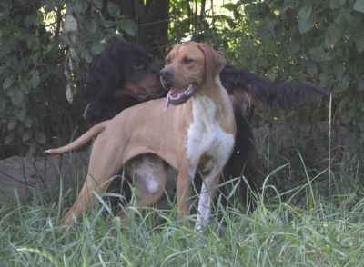 Pointer Hündin