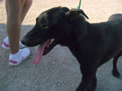 Charlie – Kinderfreundlicher „Man in Black“ im Familien Suchmodus!