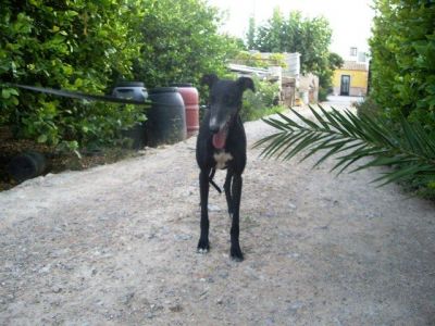 Fresa – Die lebensfrohe Galgo Schönheit für die fröhliche Galgo Familie!