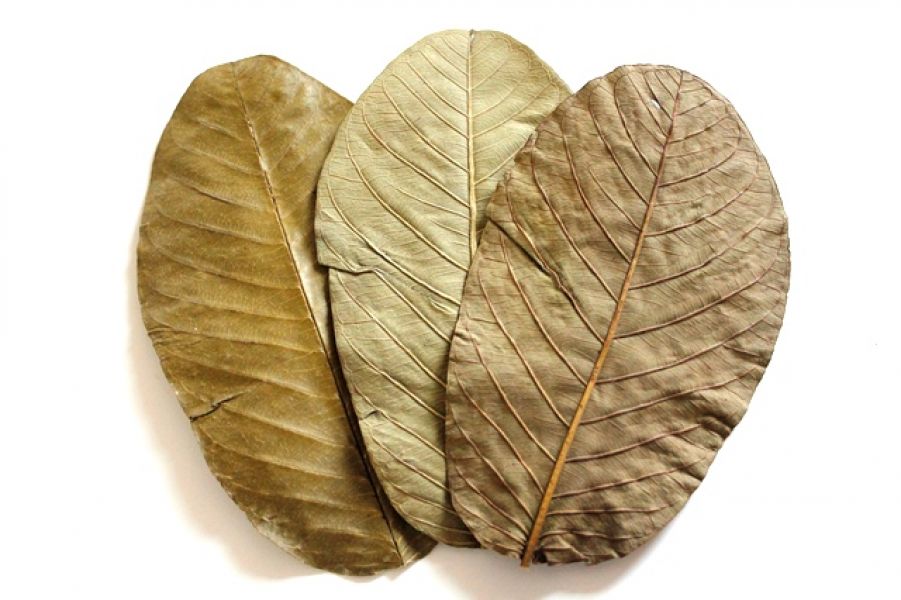 10 Guave blätter 12-15cm (0,18€/1stk) für Aquarium Garnelen Krebse Welse Garnelenfutter