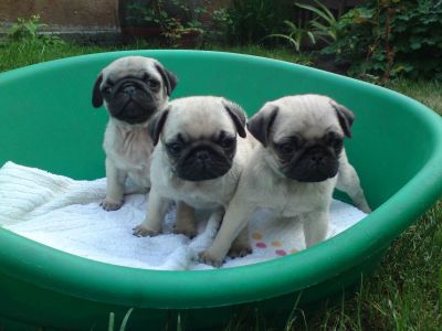 Mops welpen