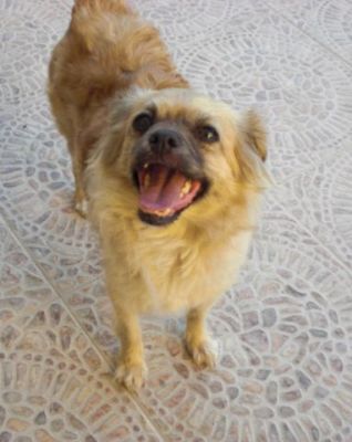 .Tatiana – Ganz liebe, kleine Hundemama hofft endlich auf ihr Coucheckchen!