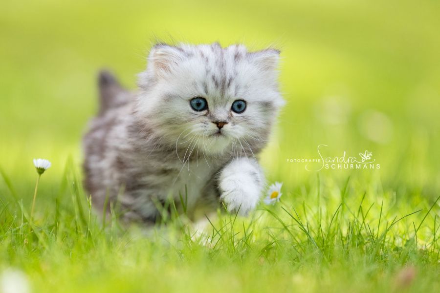 Tapsige Welteroberer suchen...