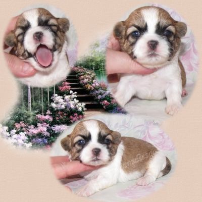 Süße Shih Tzu Welpen von Züchter