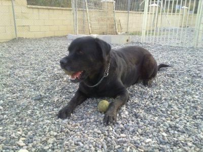 Hermes – Lebensbejahender, ausgeglichener Anti-Stress-Hund bittet um seine finale Couch!