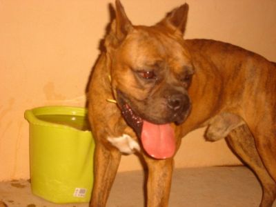 Hiphop – Hier bestechen Stattlichkeit, Noblesse und super Boxer-Charakter!