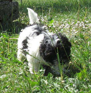 Reizender Bolonka-Zwetna-Welpen