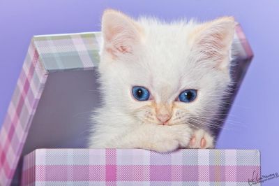 BKH und Highlander Babys in Red, Tabby und Colourpoint...   