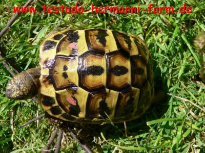 Italienische Landschildkröten Testudo hermanni hermanni Nachzucht 2010