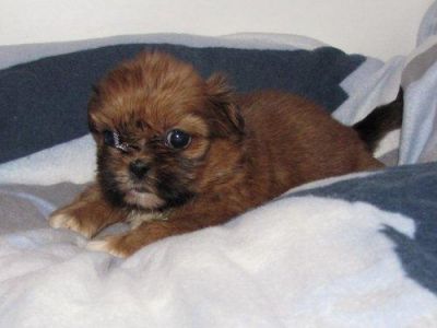 Kleine süße Shih Tzu Babys