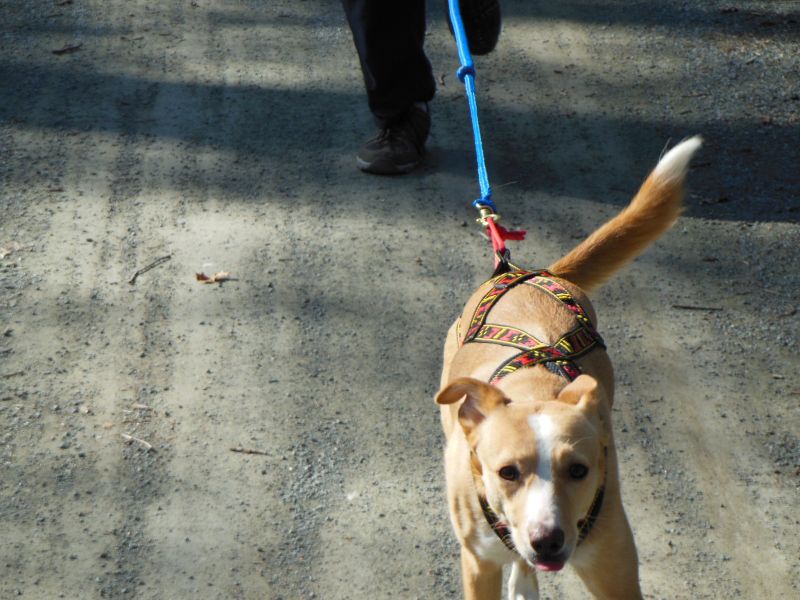  Doghiking Touren für JederHund in Berlin Spandau