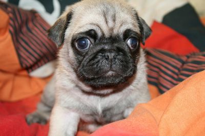 Mops Welpen Verfügbar für neue Häuser.