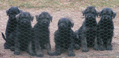 Riesenschnauzerwelpen zu verkaufen