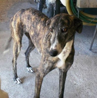 Morena – Sanfte und bildschöne Galga Grazie hofft auf Liebe!