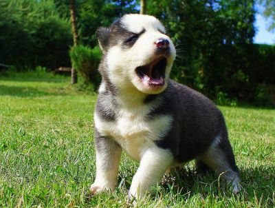Siberian Huskies sind nach wie vor für neue Häuser zur Verfügung