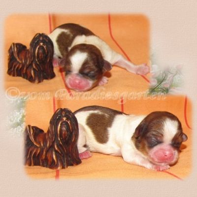 Shih Tzu Welpen aus dt. Zucht mit Papieren