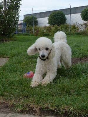 Kleinpudel-Deckrüde