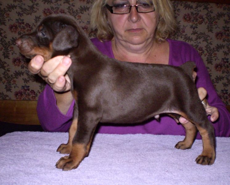 Dobermann - braune und schwarze Welpen mit FCI Papieren aus CZ Zucht