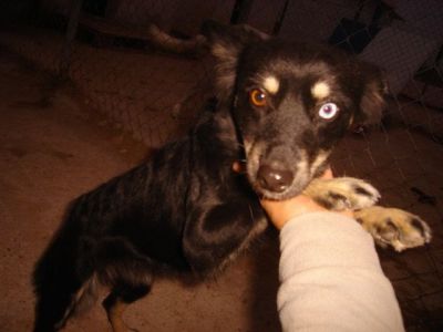 Cuenki – Blaues und braunes Auge schauen neugierig Richtung Familiencouch!