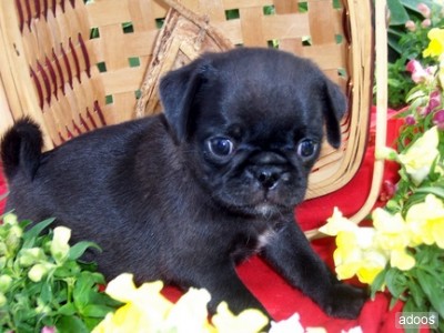  mops Welpen zur Annahme