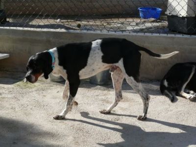 Valent – Wunderschöner tricolor Pointer mit großem Familienwunsch!