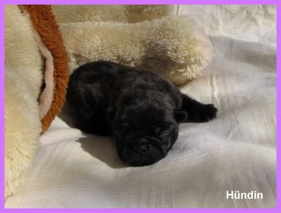 Französische Bulldoggen Babys -Rüde und Hündin-