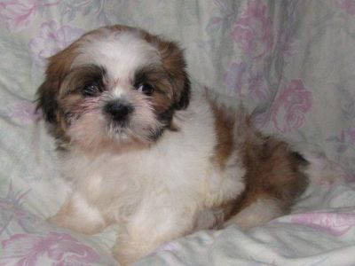 Shih Tzu Rüden dürfen ausziehen
