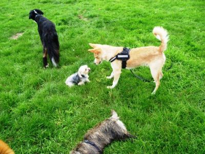 Kenny – Schicker, lebensfroher Herzensbrecher auf Familienpirsch!