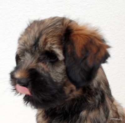 Tibet Terrier Welpen
