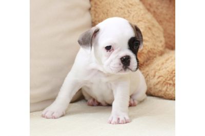 Traumhaft schöne, typvolle Französische Bulldog-Welpen