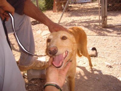 Roxi – Spanische Blondie mit wundervollem Charakter bittet um Familienanschluß!