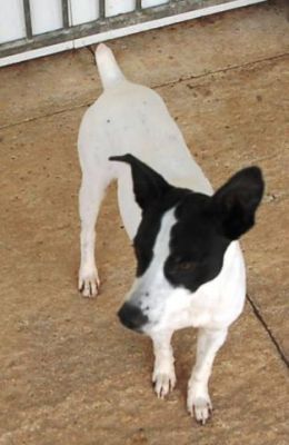 Sparrow – Hier kommt fröhlicher, bildschöner Sonnenschein ins Haus!