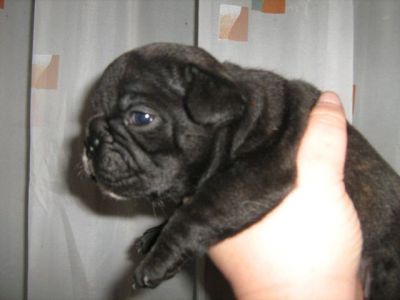 Französische Bulldoggen baby's zu verkaufen von ungarn