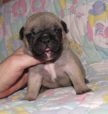 Französische Bulldoggen Hündin und Rüde in fawn