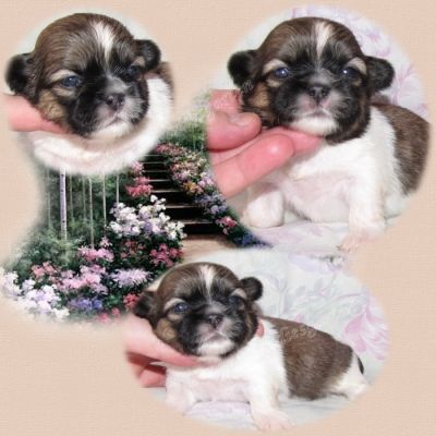 Süße Shih Tzu Welpen von Züchter