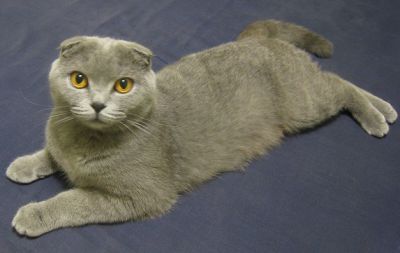 Scottish Fold