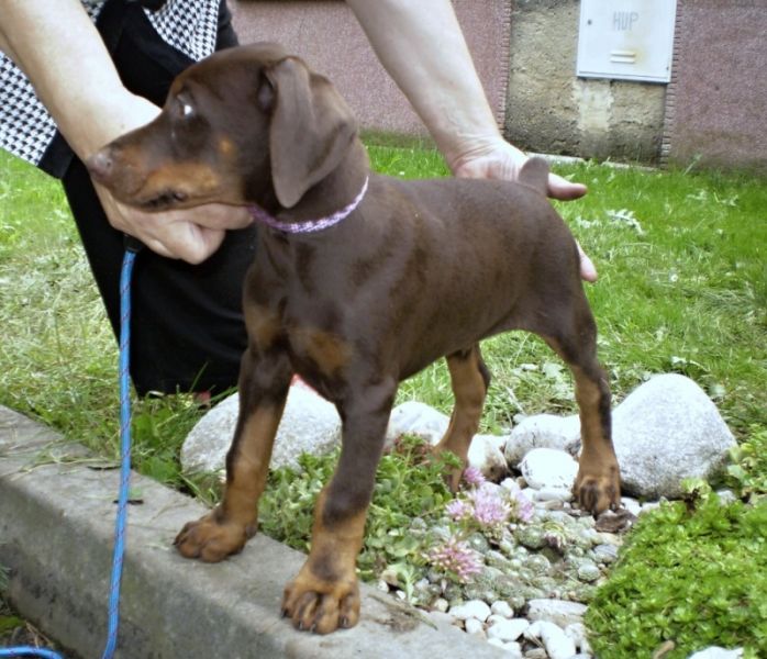 Dobermann - brauner Rüde - Welpe mit FCI Papieren aus CZ Zucht