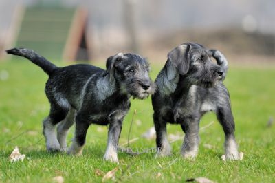 Schnauzer Pfeffersalz WELPEN / Mittelschnauzer