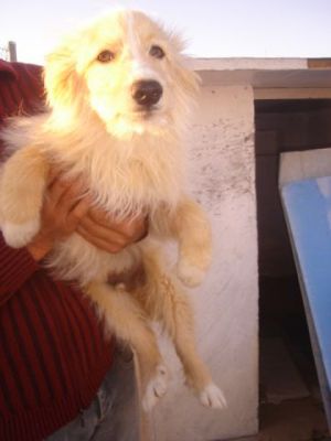 Marlon – Traumhaft schöner Charmeur mit Traumcharakter kann’s kaum erwarten!