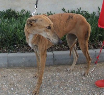 Gala – Hier schlägt des Galgo Fan’s Herz zehn Takte höher!