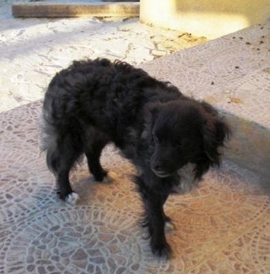 Tabata – Dankbares, samtiges Hundemädchen bittet um ihr Deckchen !