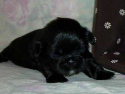 Shih Tzu Welpen zu ende April inkl Papieren