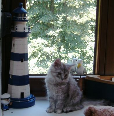 Maine Coon Kätzchen     !!! kleiner weißer Tiger !!!