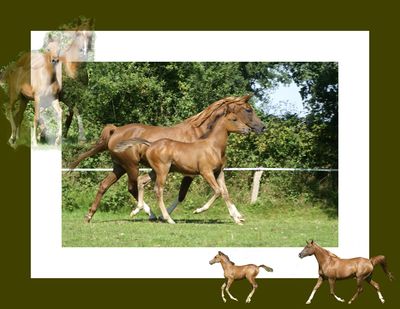 Mobile Tierfotografie