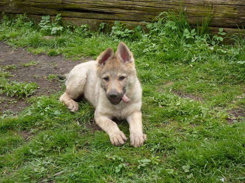 Tschechoslowakische Wolfshund