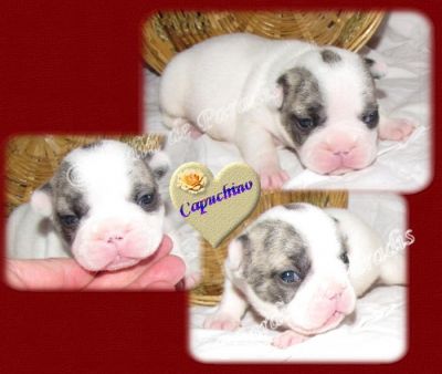 Französische Bulldoggen in Reverse-Brindle