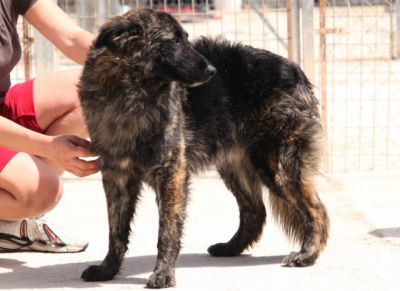 Oso – Ganz sanfter, außergewöhlich gezeichneter Menschenfreund sucht Liebe!