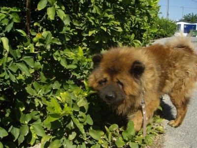 Yacko – Treues Chowchow Juwel für den liebevollen Chowchow Freund!