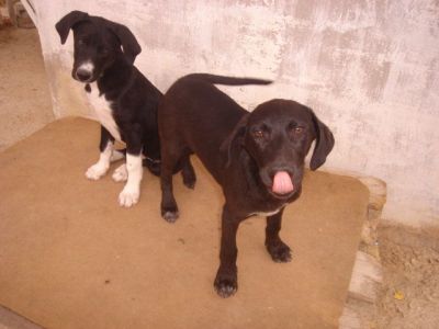 Cacao – Die schokobraune Number Two aus dem Dreikäsehochwurf startet durch!